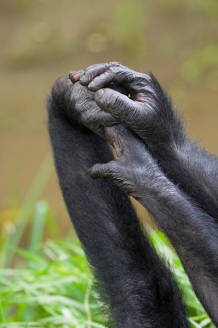 Bonobo apes