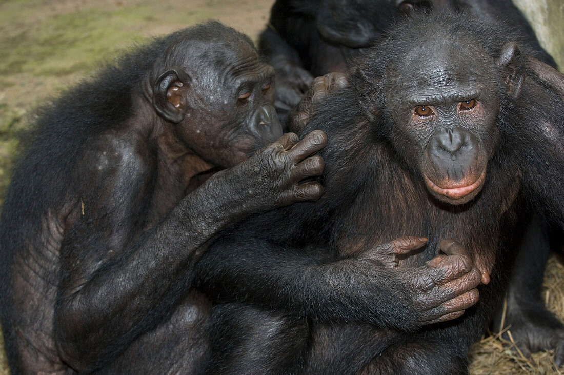 Bonobo apes grooming
