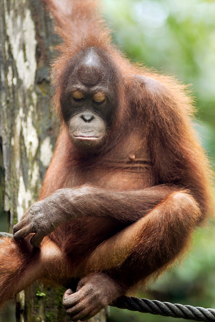 Orangutan sleeping