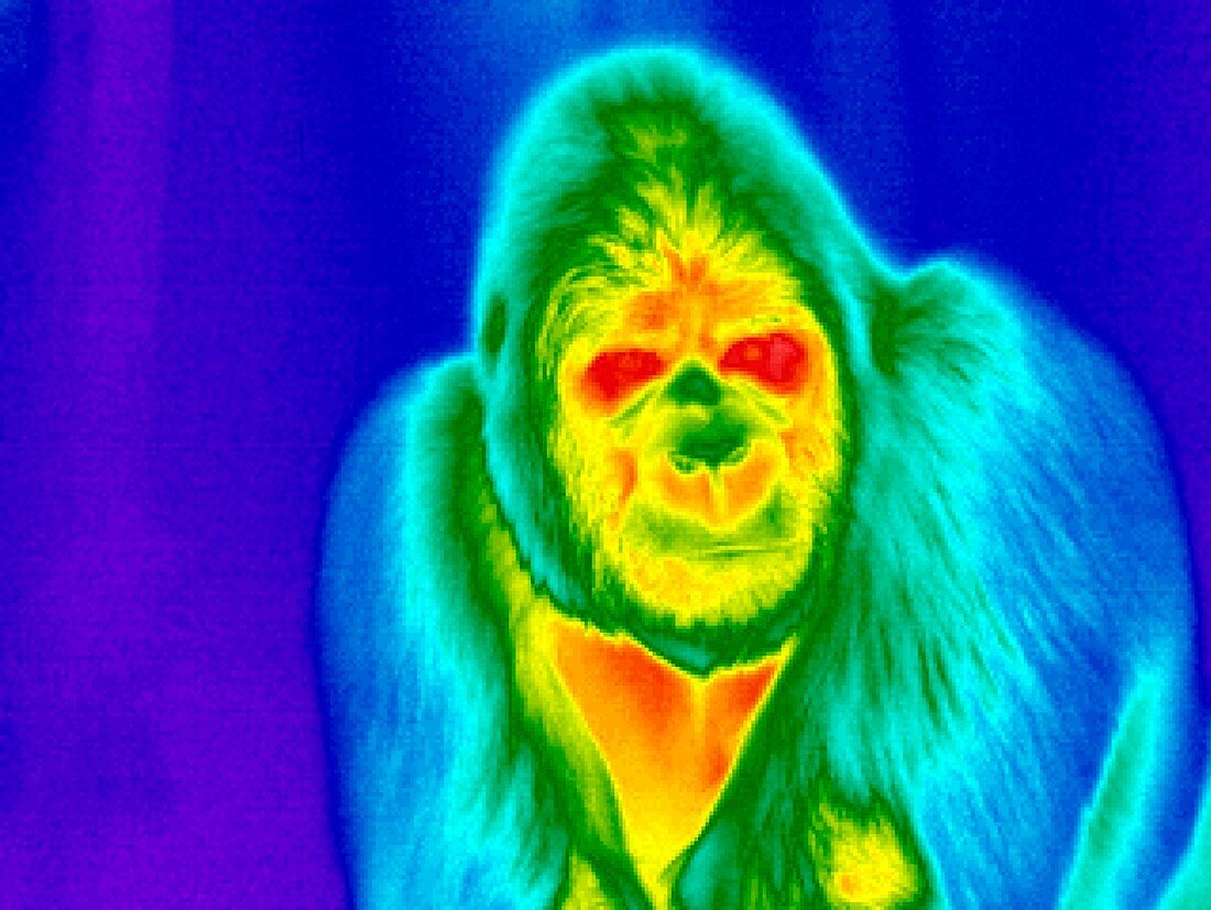 Gorilla,thermogram