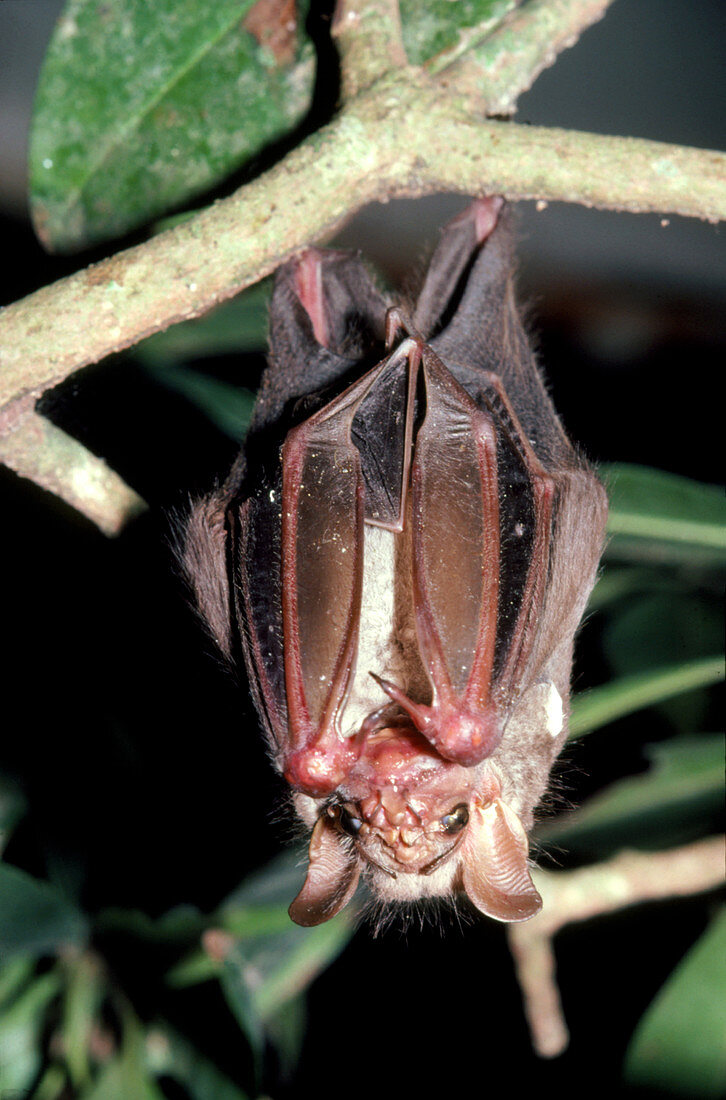 Wrinkle-faced bat