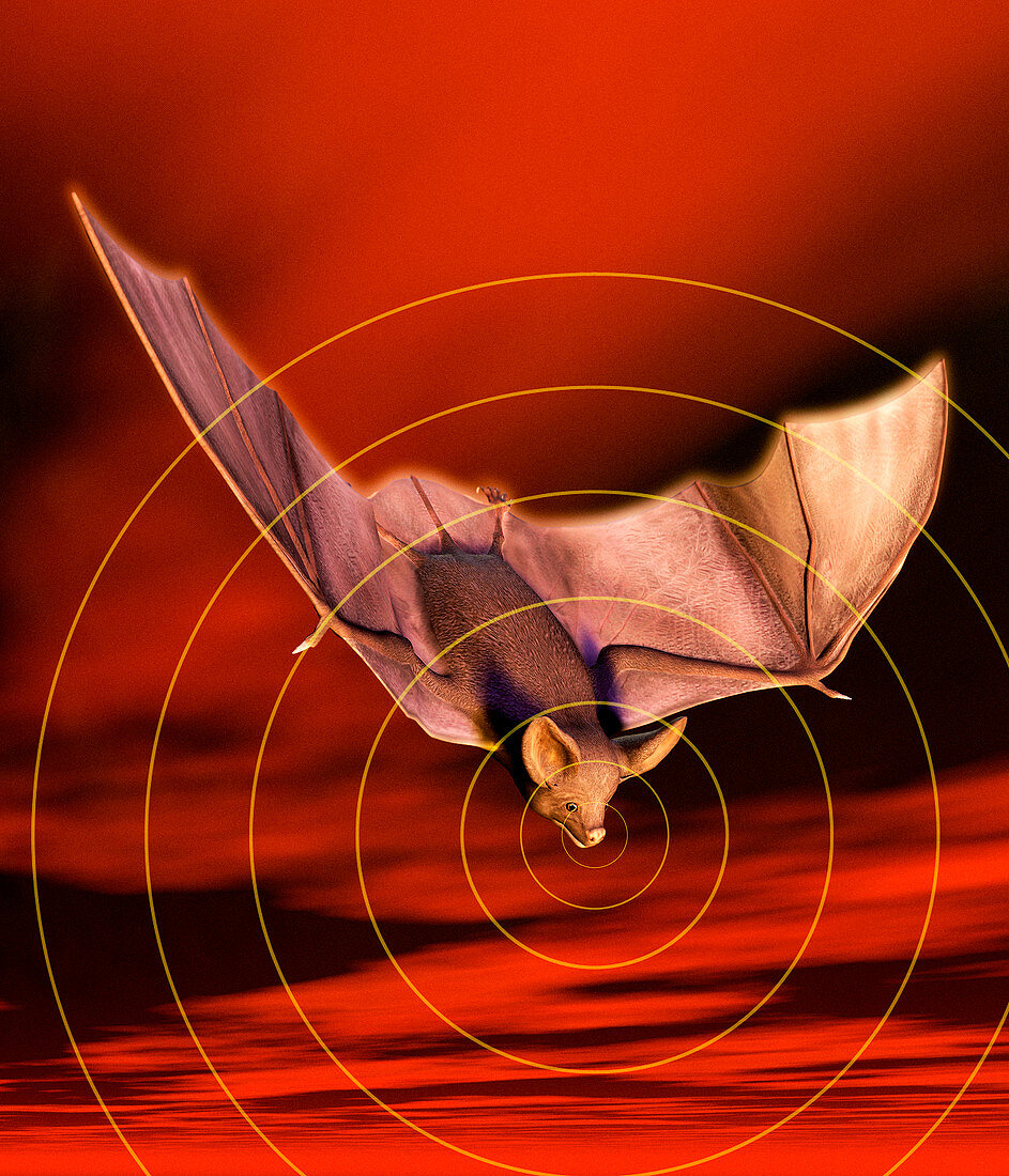 Bat sonar