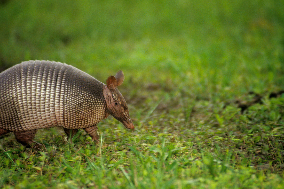 Nine-banded armadillo