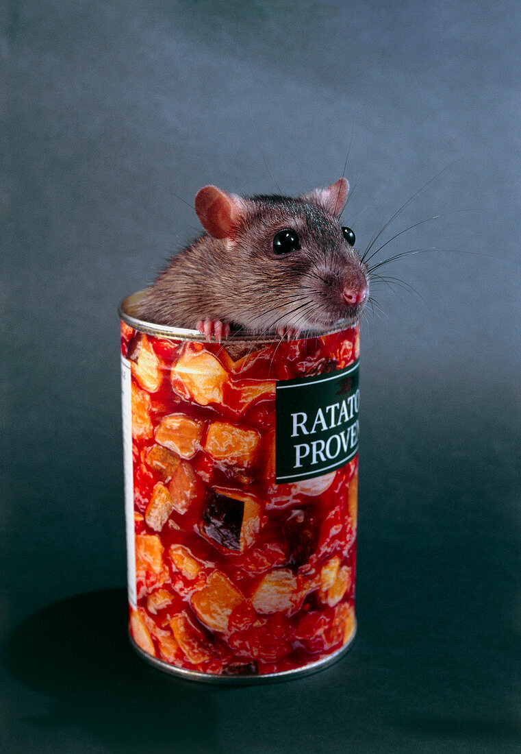 Rat peeping out of a tin of ratatouille