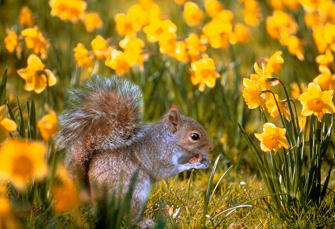 Grey squirrel amongst daffodils eating a nut