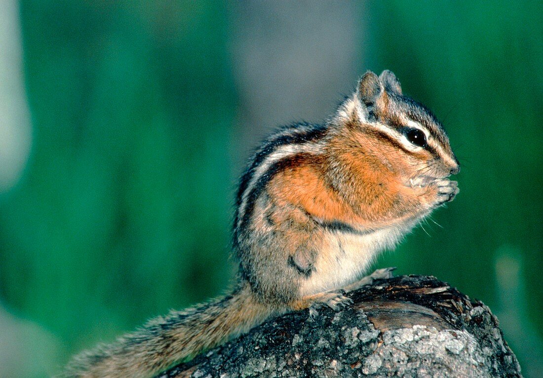 View of a chipmunk (Tamias sp.) eating seeds