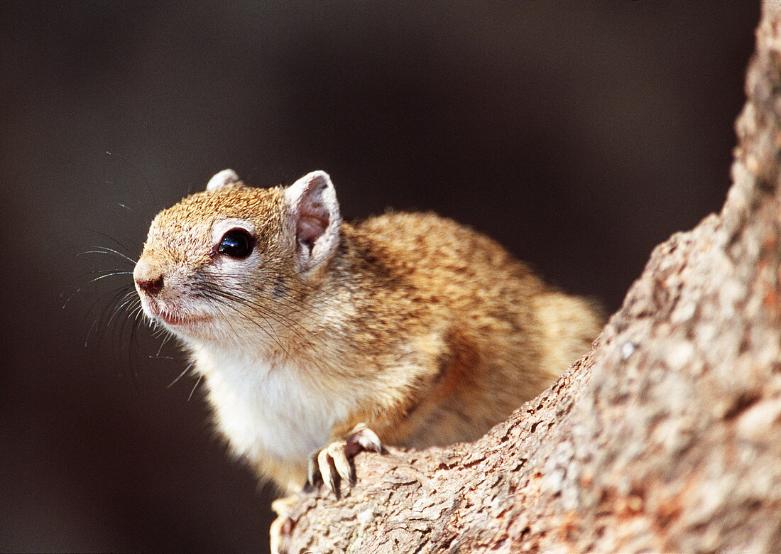 Smith's bush squirrel