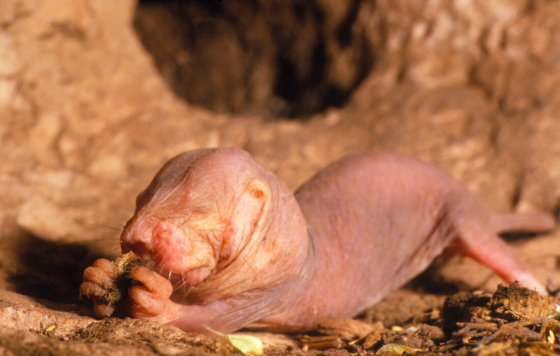 Young naked mole rat