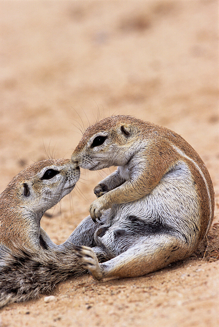 Cape ground squirrels