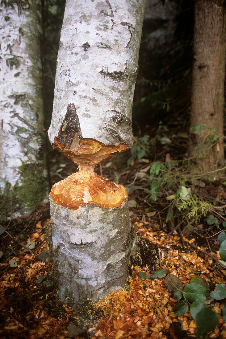 Beaver damage