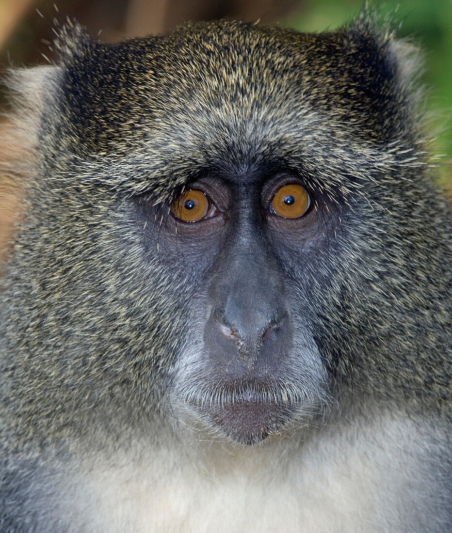 Samango monkey