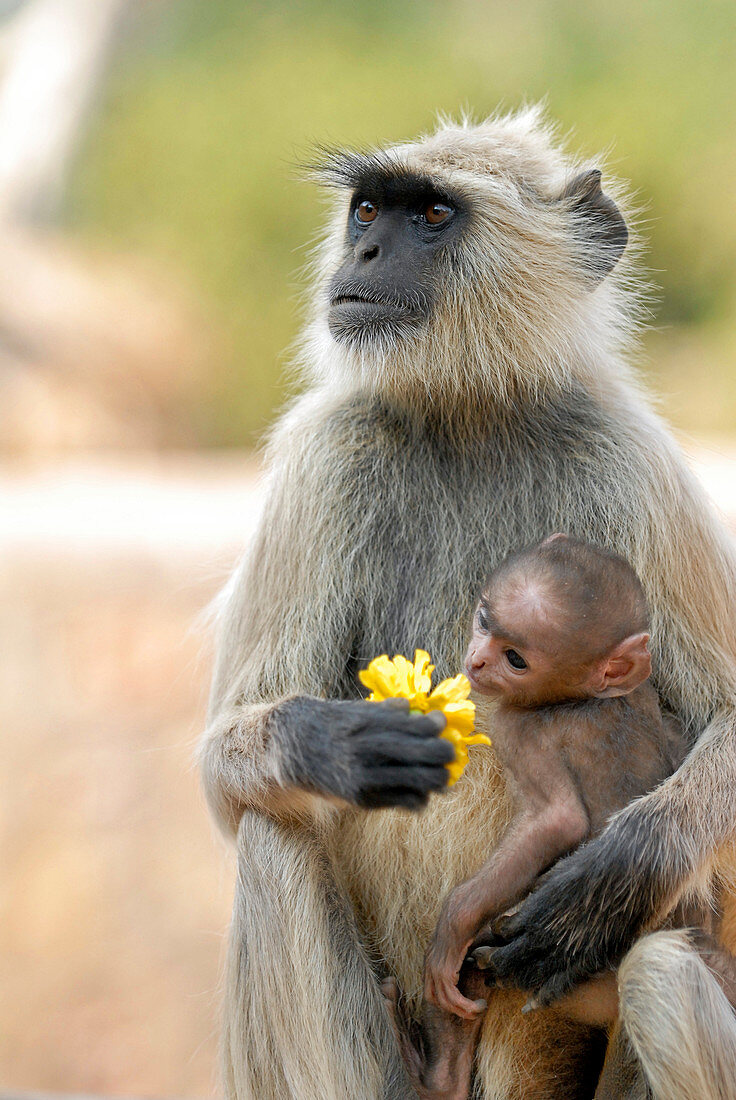 Langur monkey and young