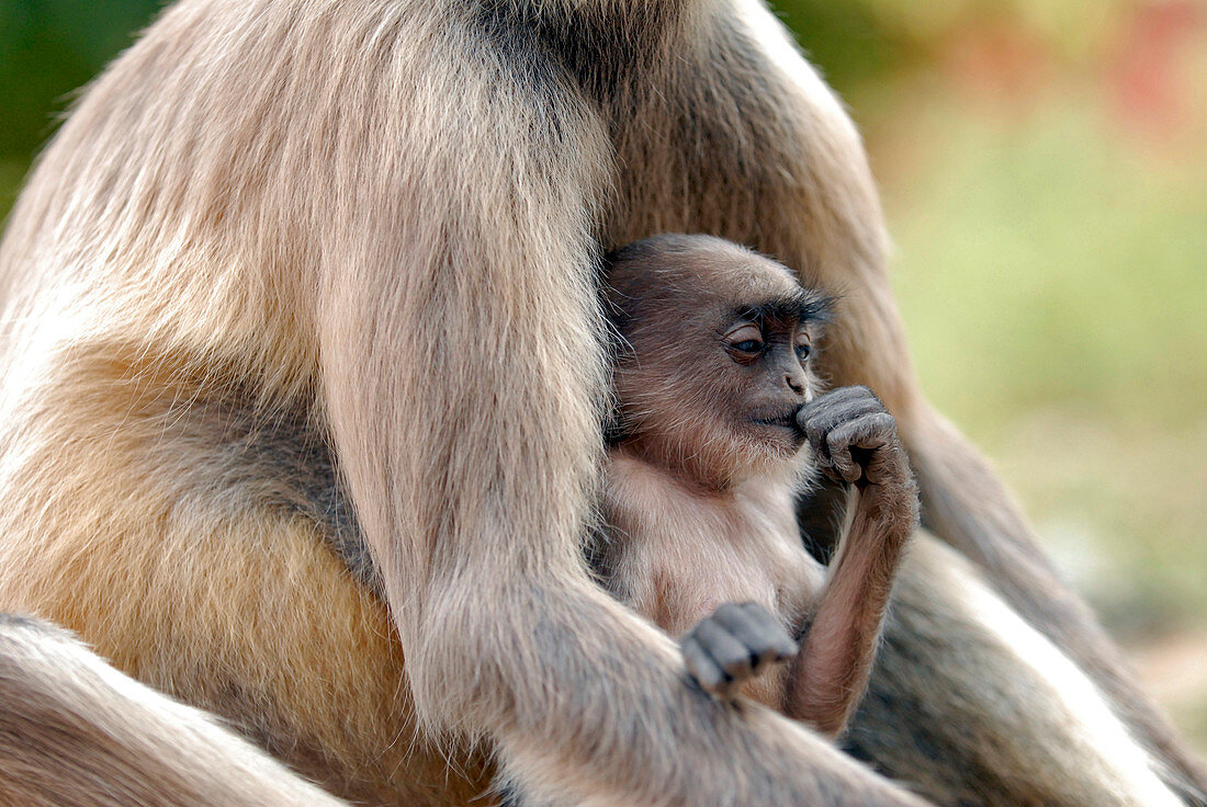 Infant langur monkey