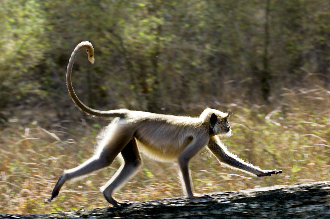 Langur monkey