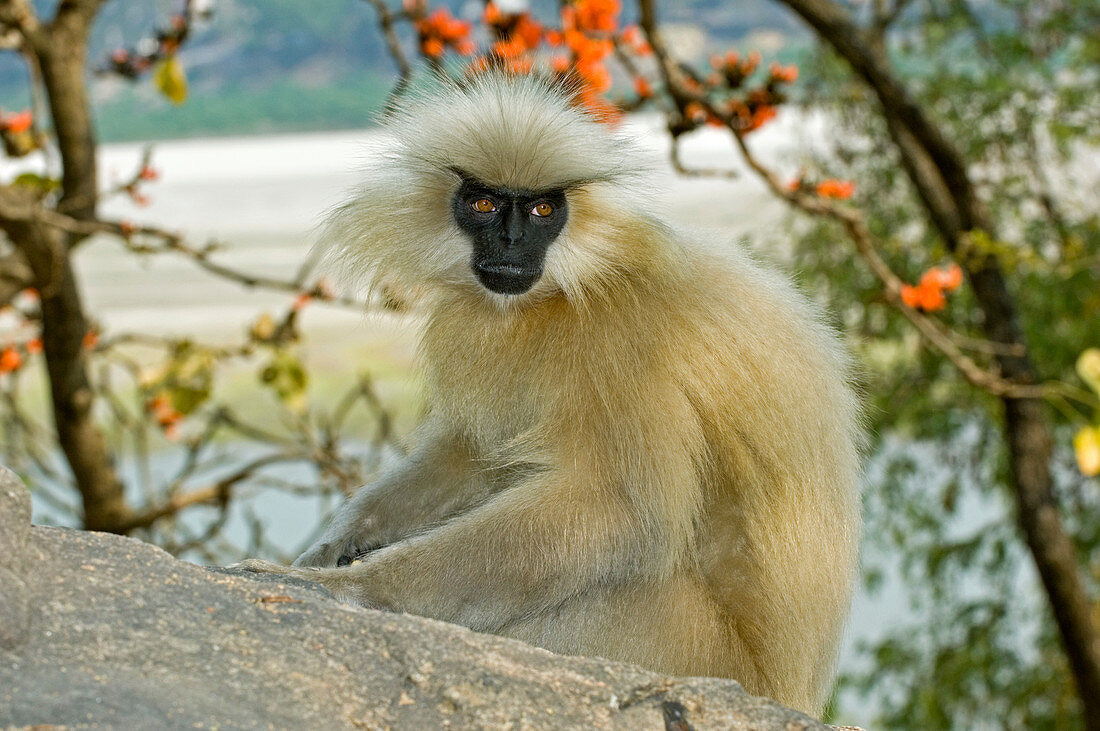 Golden langur monkey