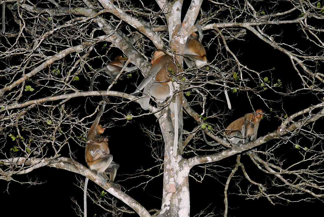 Juvenile proboscis monkeys