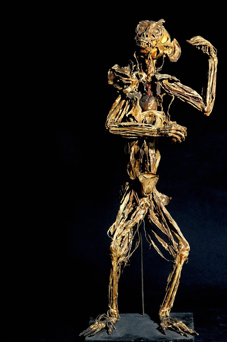 Monkey anatomy,Fragonard Museum