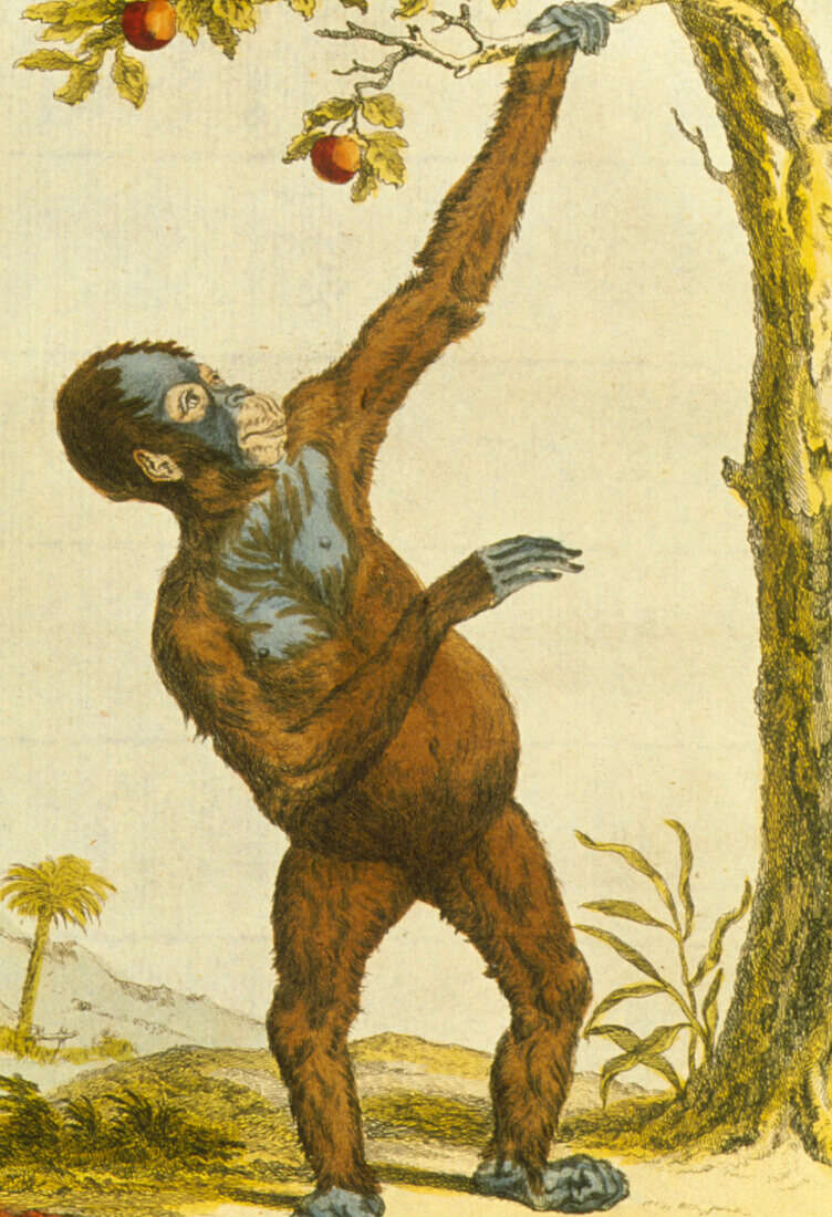 Orang-utan,artwork