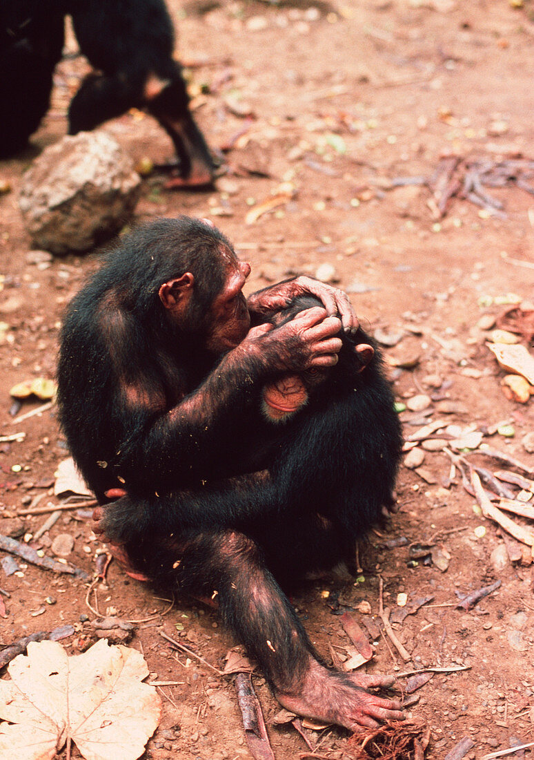 Chimpanzees grooming