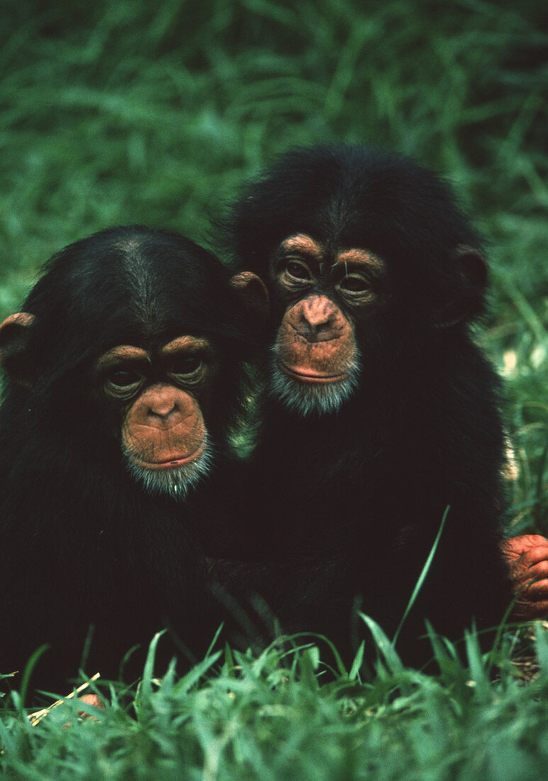 Young chimpanzees