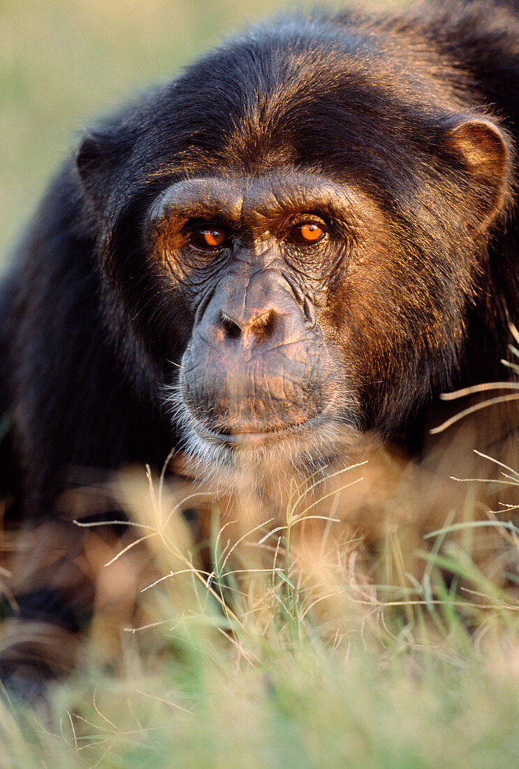 Chimpanzee