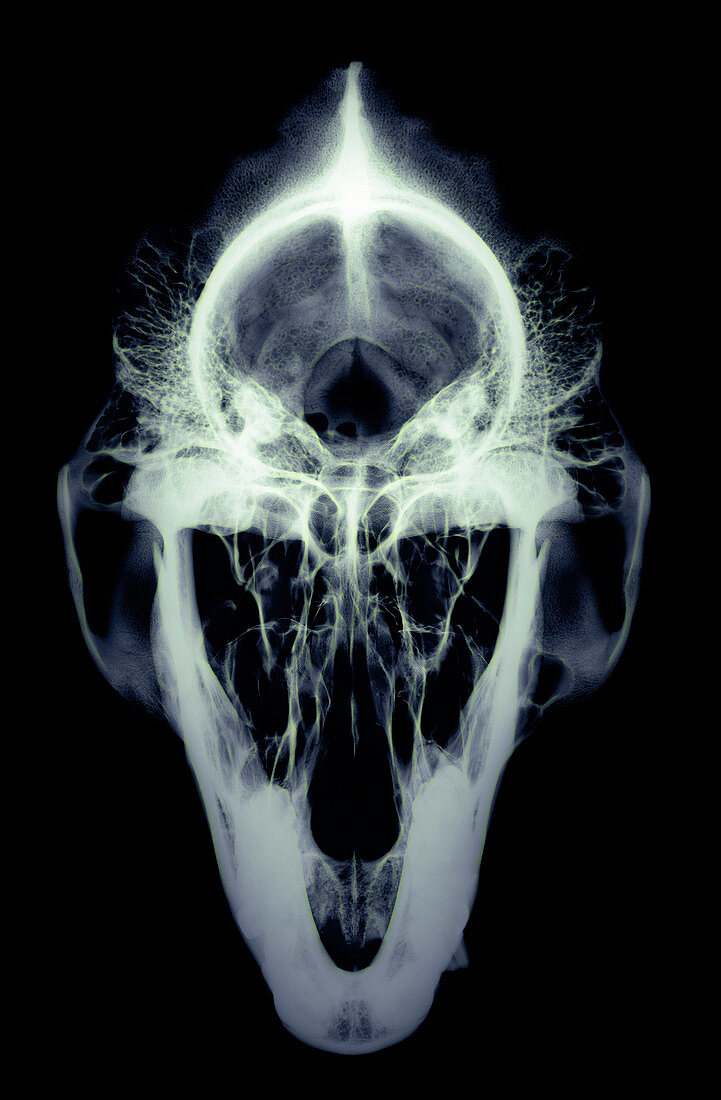 Gorilla skull,X-ray