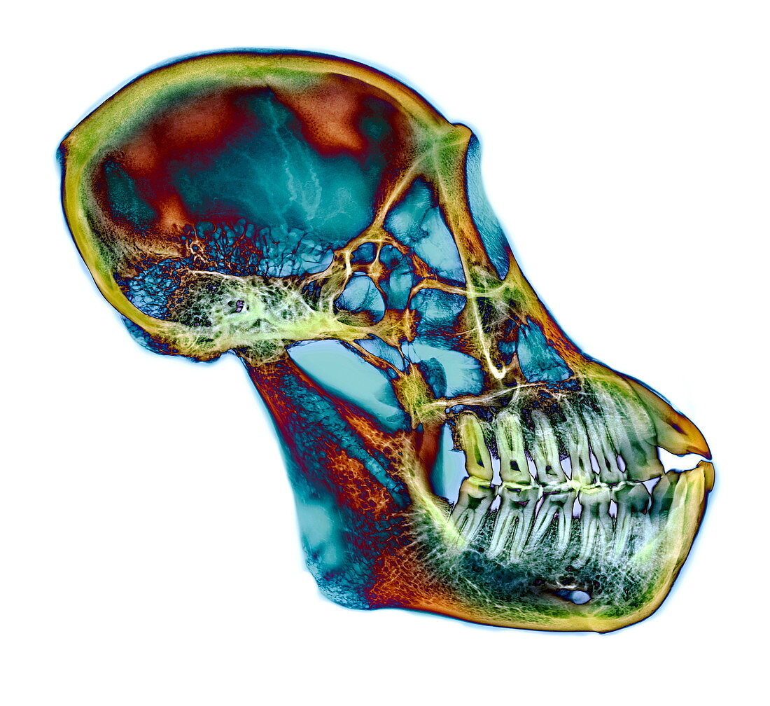 Orangutan skull,X-ray