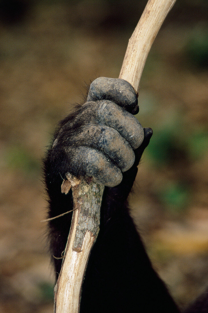 Gorilla's hand