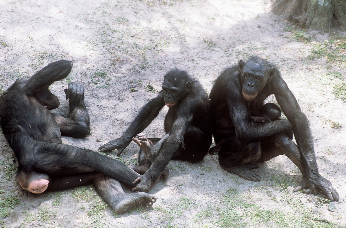 Bonobo chimpanzees