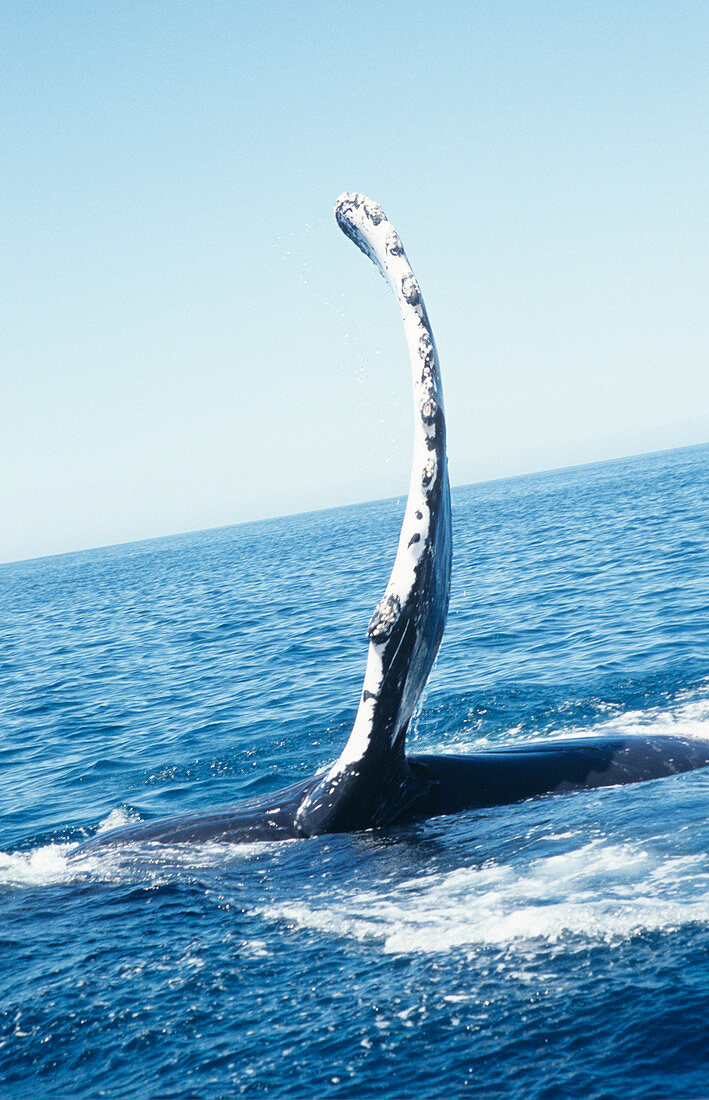 Humpback whale's flipper
