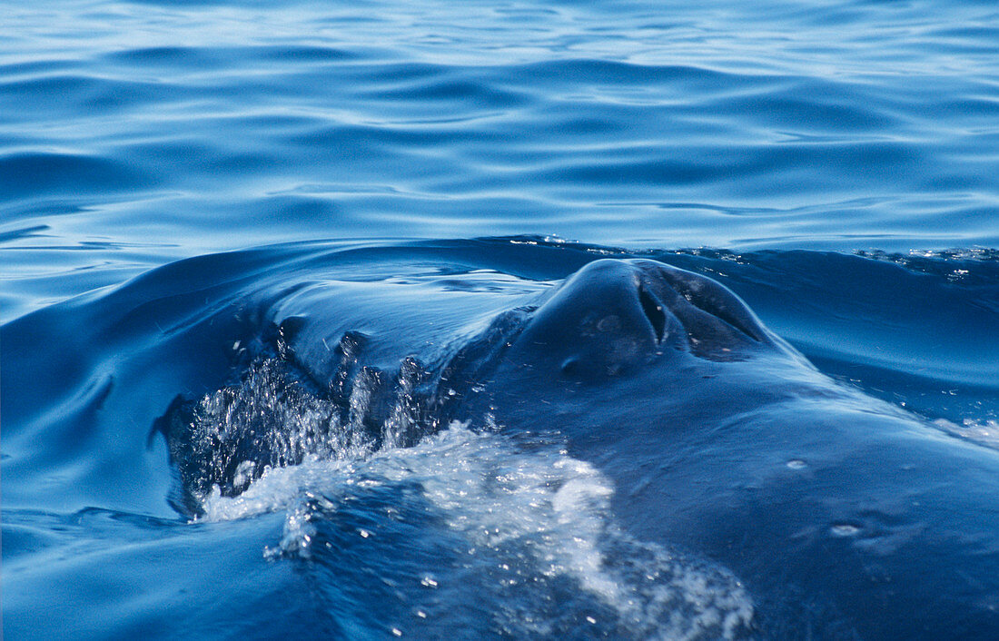 Humpback whale's blowholes