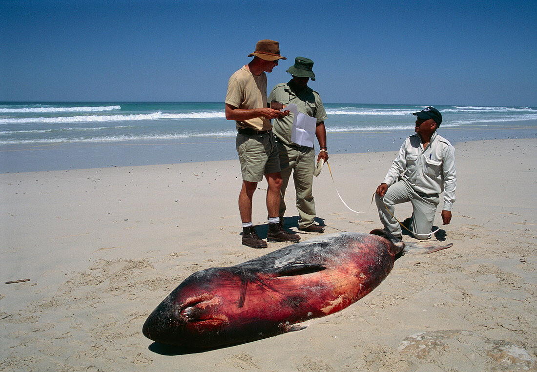 Dead beached pygmy sperm whale
