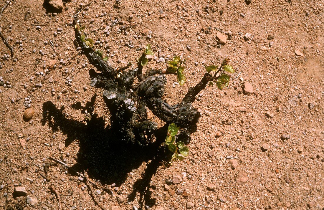 Beaujolais cru: the Gamay vine thrives on volcanic soil