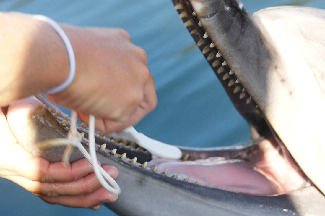 Dolphin having teeth cleaned