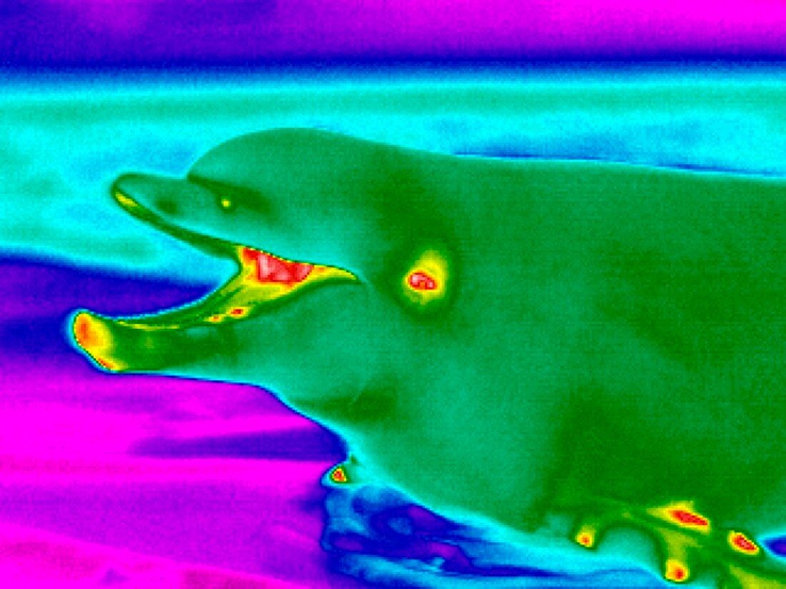 Dolphin calling,thermogram