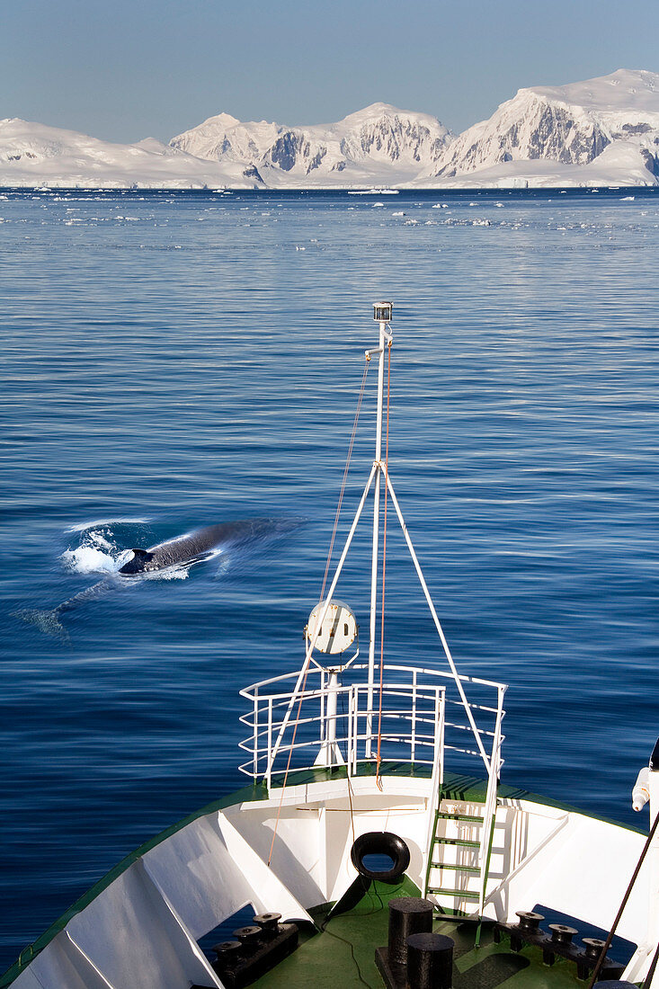 Minke whale near ship