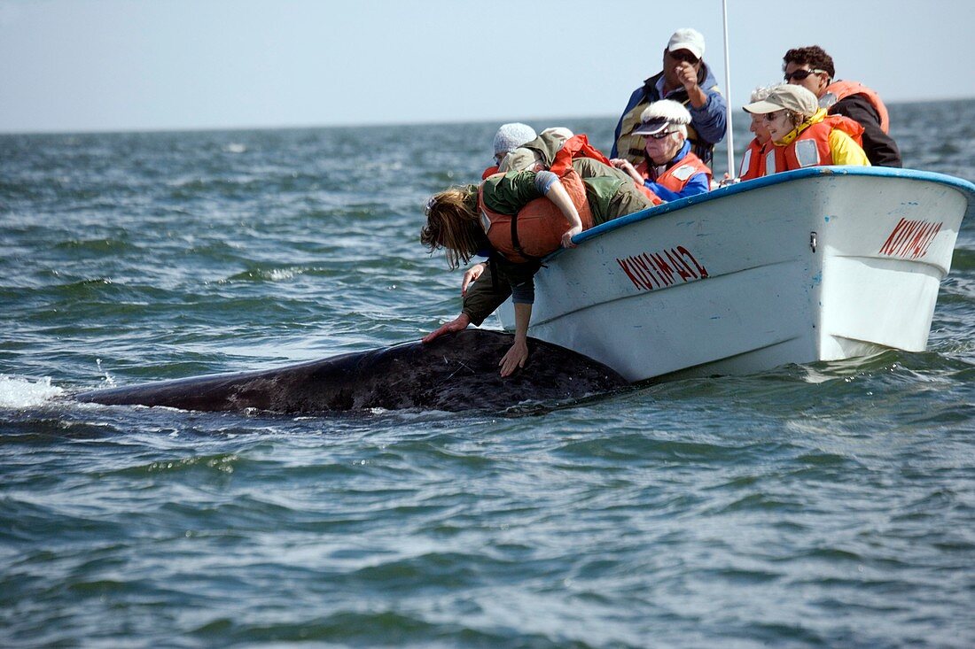 Grey whale approaching tourists