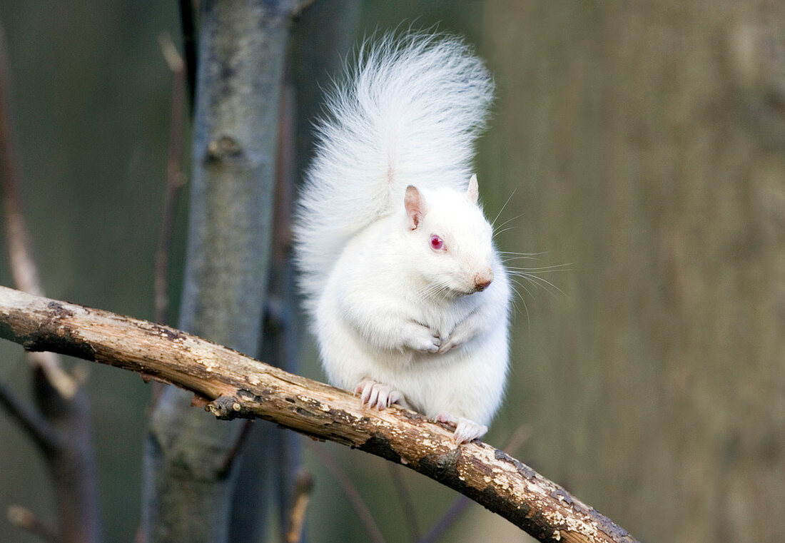 Albino grey squirrel