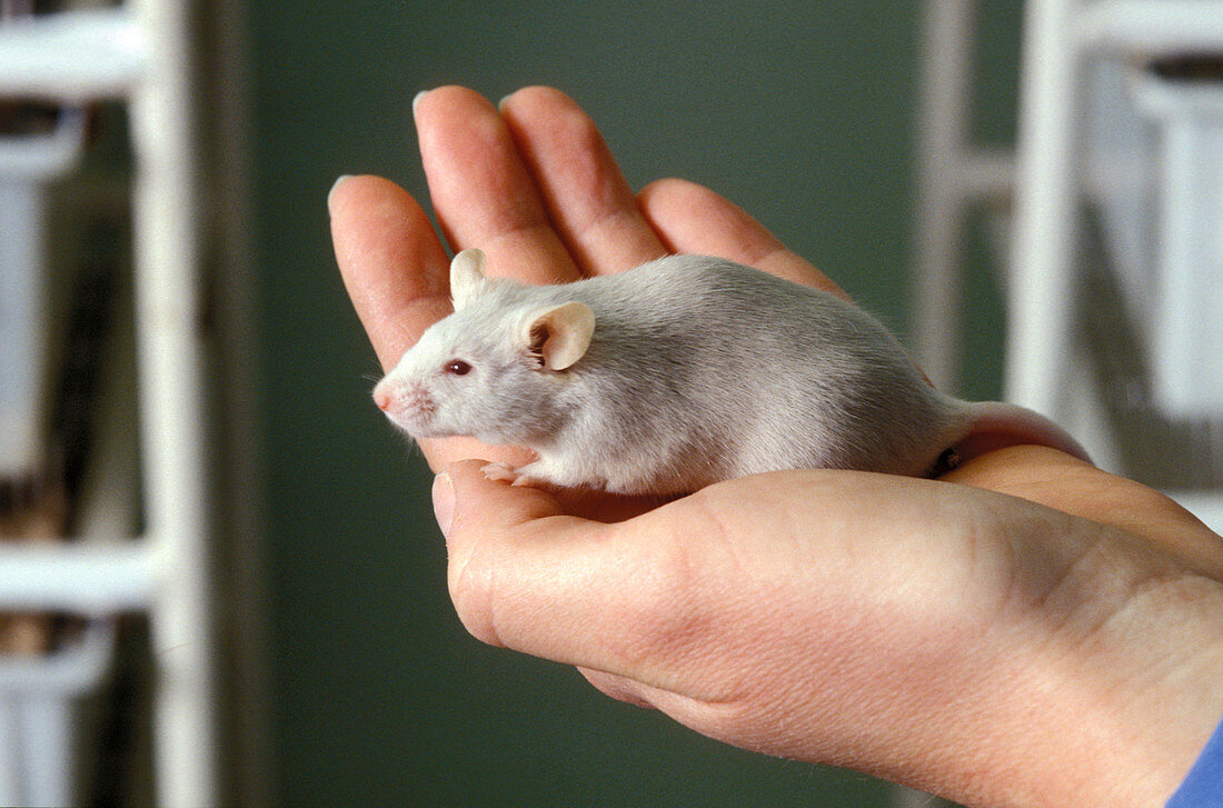 Albino laboratory rat