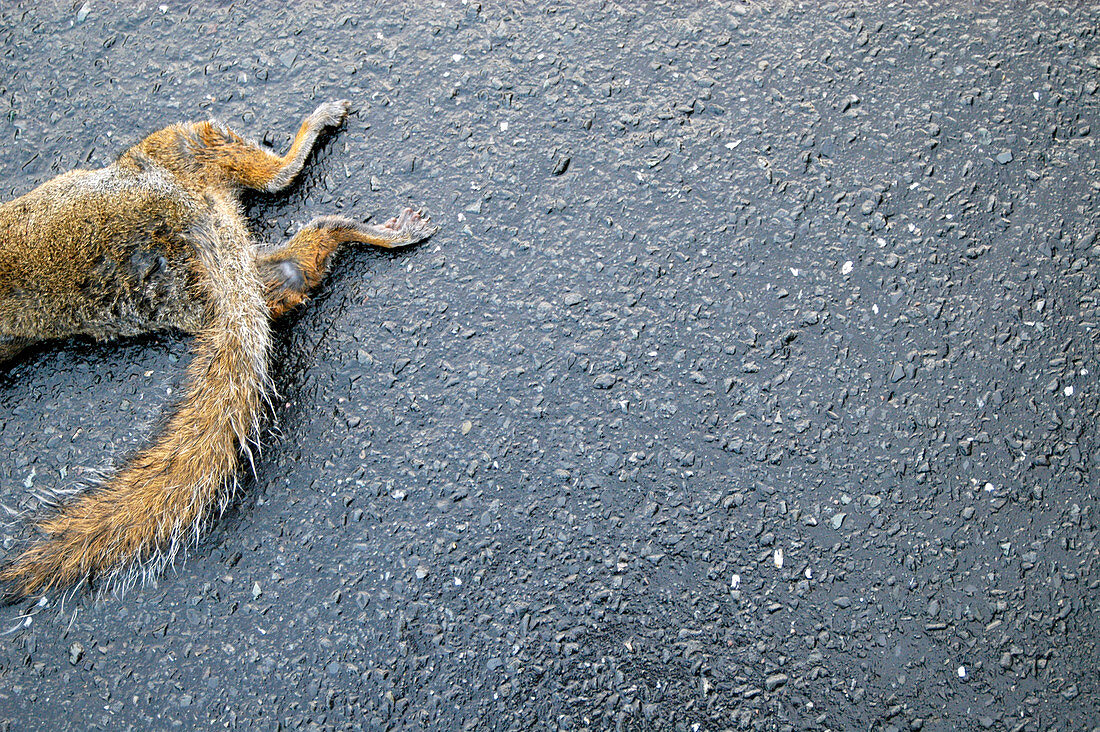 Dead grey squirrel