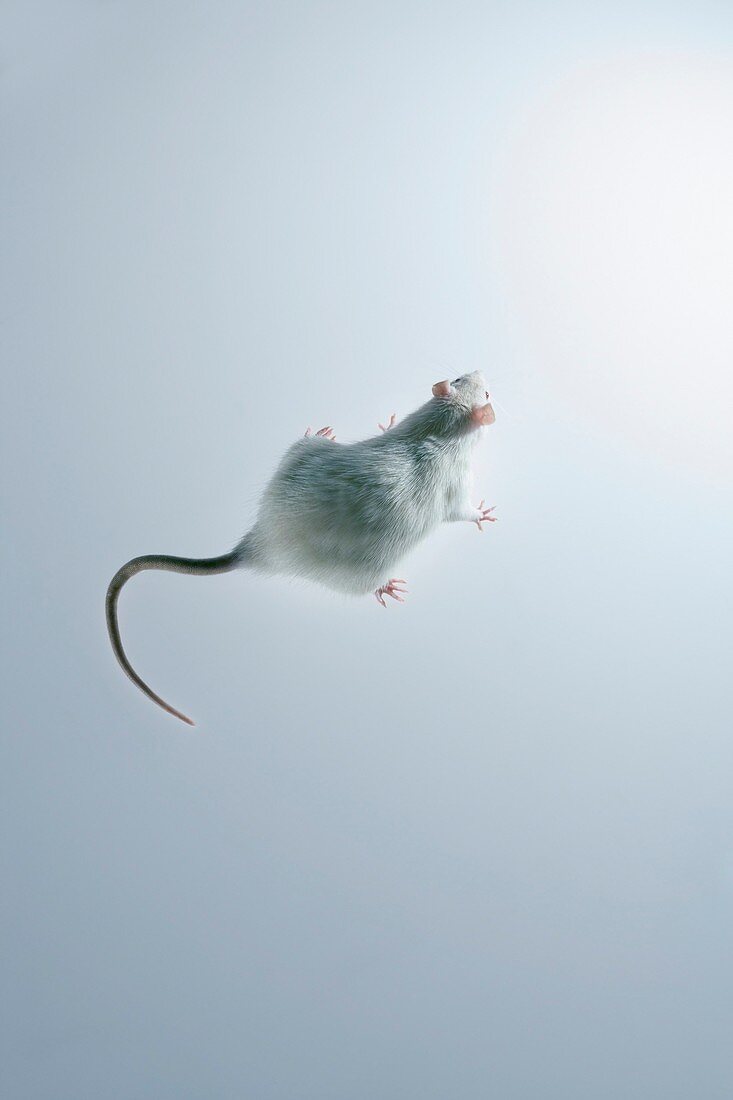 Laboratory rat