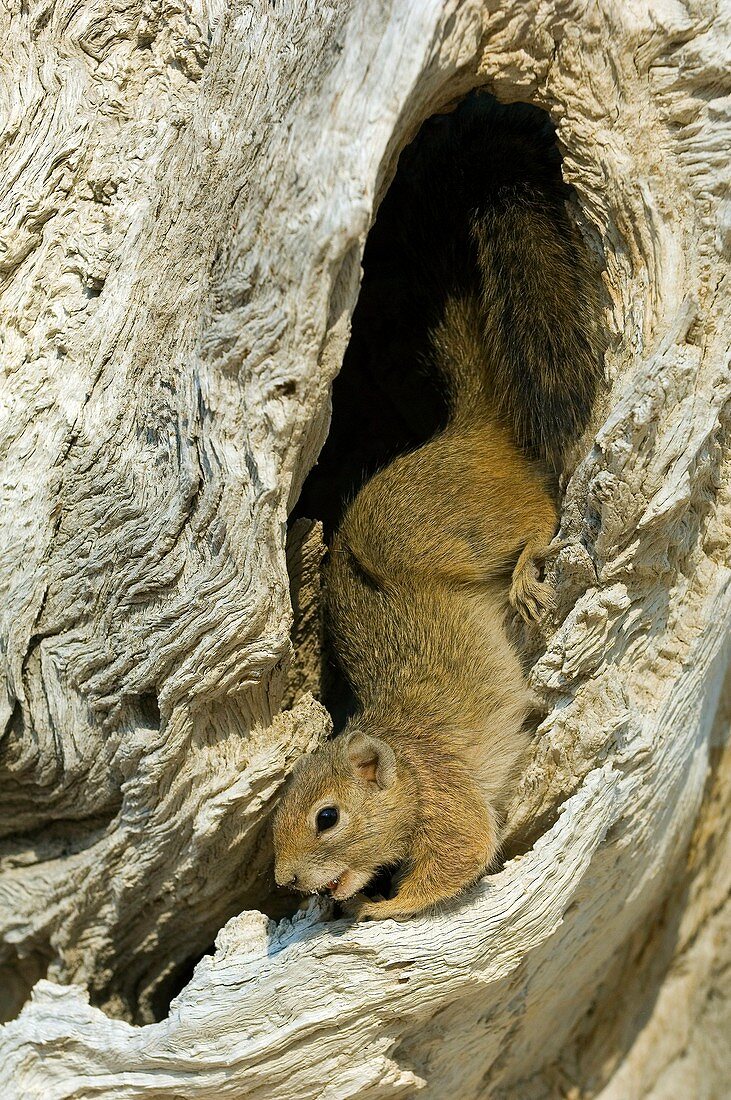 Smith's bush squirrel