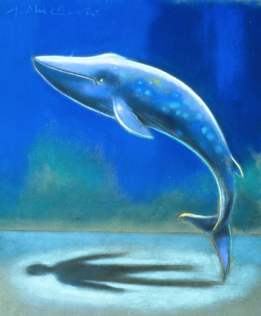 Artwork of a whale casting a shadow like a human