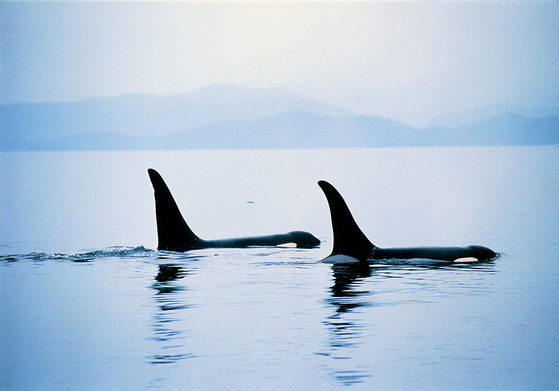 Killer whale fins