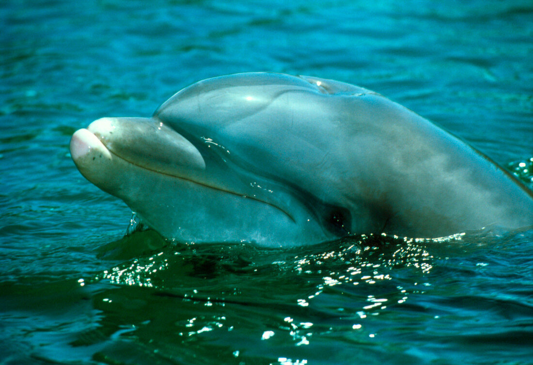 Head of bottlenose dolphin (Tursiops truncatus)
