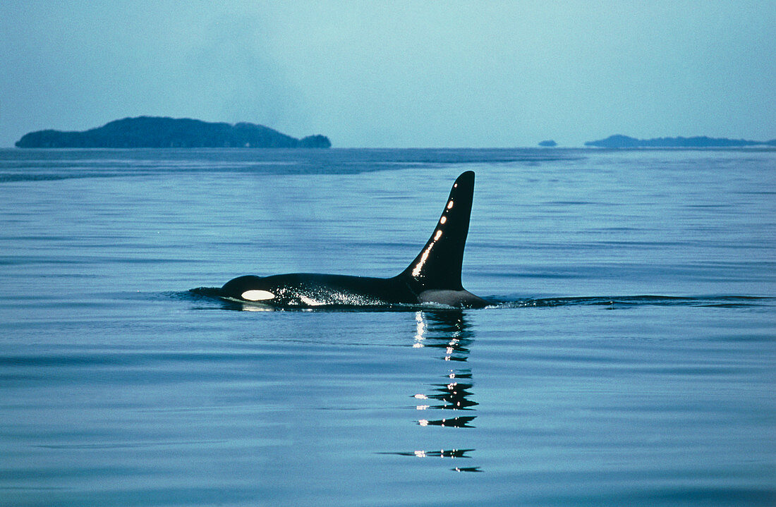 Killer whale