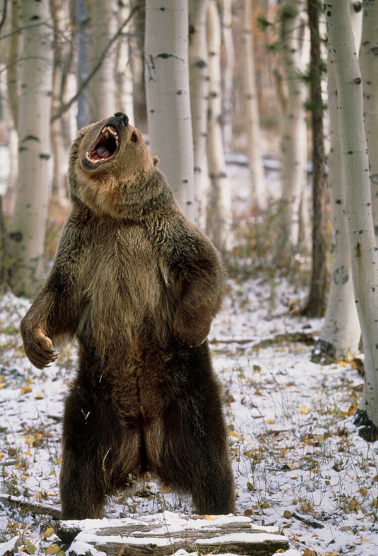 View of a brown bear standing and growling