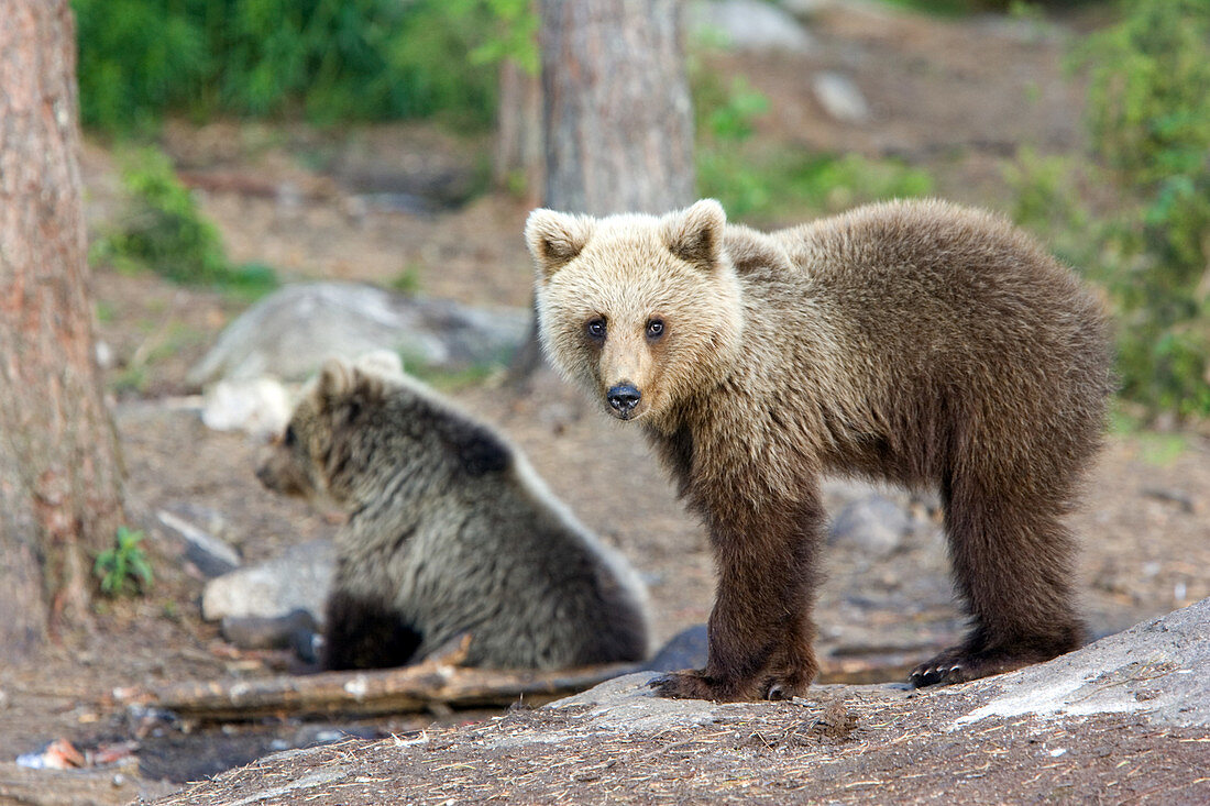 European brown bear cubs