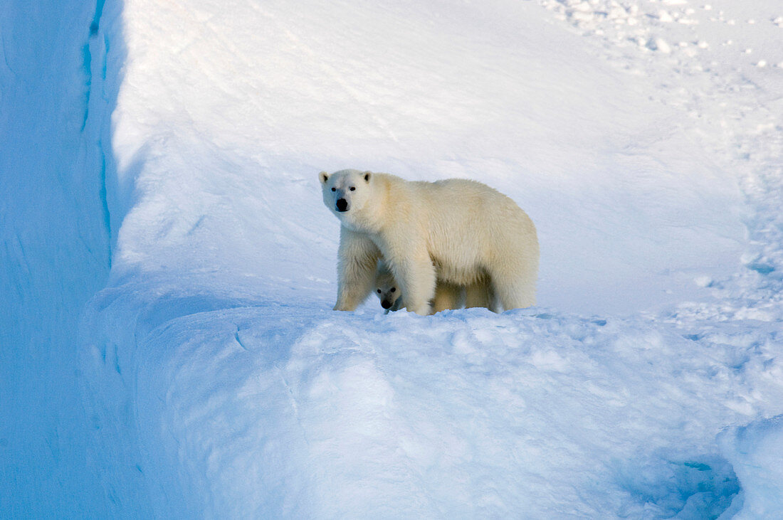 Polar bear mother and cub