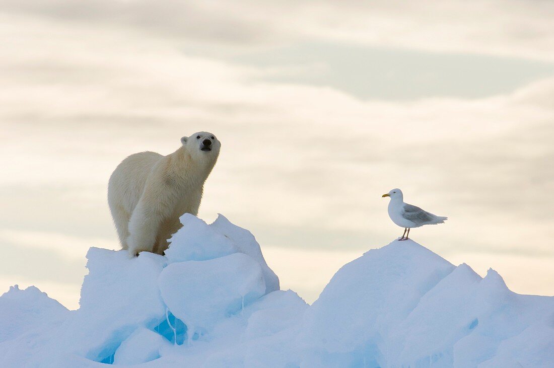 Polar bear and seagull